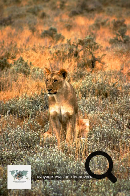 Le parc national d'Etosha est une grande aire protégée de Namibie située dans la région du Kunene, à 400 km au nord de la capitale WindhoekLa protection du parc ainsi que la présence de points d'eau en font un refuge pour nombre d'animaux.