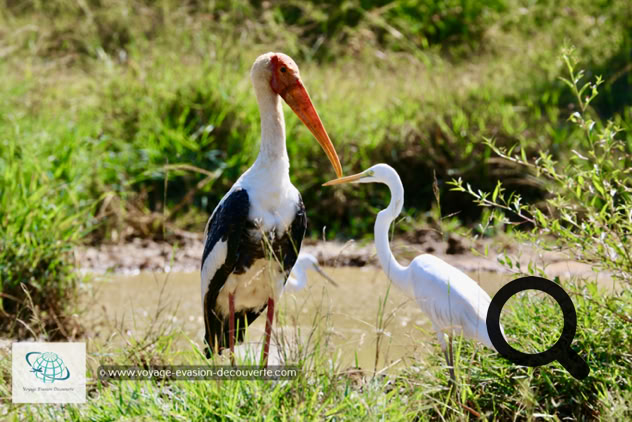 La star du parc est l'éléphant ! Il y a aujourd'hui environ 500 éléphants qui vivent de manière permanente dans la réserve. Mais le parc compte aussi 184 espèces d'oiseaux différentes, 43 espèces de mammifères, 33 espèces de reptiles et même 185 espèces de papillons.