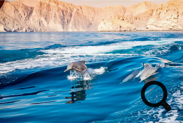 Mais le véritable enchantement de cette croisière arrive plus tard. Alors que nous progressions lentement dans un large bras de mer, le capitaine nous fait signe d'approcher du bord du bateau. Des dauphins.