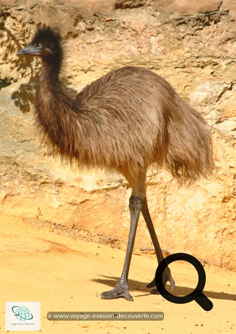 Nous y avons croisé quelques émeus craintifs. De la famille de l’autruche, cet oiseau  peut atteindre jusqu’à 2 mètres de hauteur et peser 50 kg.  