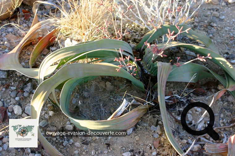 Dans cette région se trouve aussi une plante endémique de la Namibie et de l’Angola, la Welwitschia Marabilis. Elle ne ressemble à aucune autre plante, elle est moche… Sa classification, comme unique représentant non seulement de sa famille, mais de son ordre, celui des Welwitschiales, souligne son caractère unique et son éloignement des autres plantes.  
