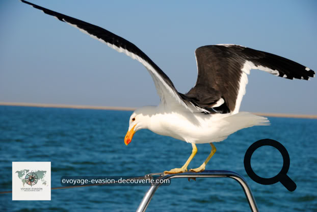 Abritée par la pointe de sable de Pelican Point, sa lagune littorale accueille de nombreuses espèces d'oiseaux, dont des flamants roses, des pélicans et des sternes des baleiniers.