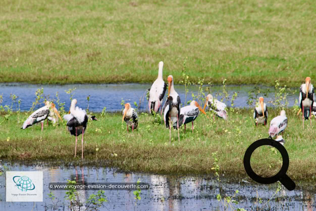 Le parc de Minneriya est lové dans les plaines du centre-Nord du Sri Lanka, au milieu du fameux triangle culturel de l’île. Sa réserve naturelle couvre une superficie de plus de 9 000 hectares. La visite du parc se fait à travers un paysage très versatile. Tout d'abord, nous avons arpenté, en 4X4, un sentier de terre bordé par une dense forêt pour atteindre le cœur de la jungle. Soudainement le décor change et nous arrivons près d'un bassin artificiel qui constitue le cœur du parc. Il ravitaille en eau un important canton du district de Polonnaruwa.