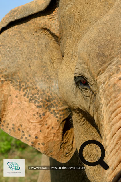 Son nom vient du grand lac artificiel d'Uda Walawe qui a été construit dans les années 60 sur la rivière Walawe. Ce plan d'eau joue toujours un rôle important dans le parc, car les éléphants et d'autres animaux viennent s'y abreuver. C'est un grand parc national de "type savane", qui fait 30,8 hectares. On a vraiment l'impression d'être sur le continent africain ! La star du parc est l'éléphant ! Il y a aujourd'hui environ 500 éléphants qui vivent de manière permanente dans la réserve. 