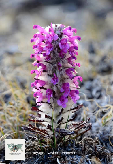 La pédiculaire Laiteuse du Groenland La toundra fleurit en juillet, le temps d’un court été polaire. Le soleil qui, luit 24 heures sur 24 et les températures plus chaudes permettent le développement d’une centaine d’espèces de fleurs. Ces fleurs éclosent durant une courte période de 15 à 20 jours.