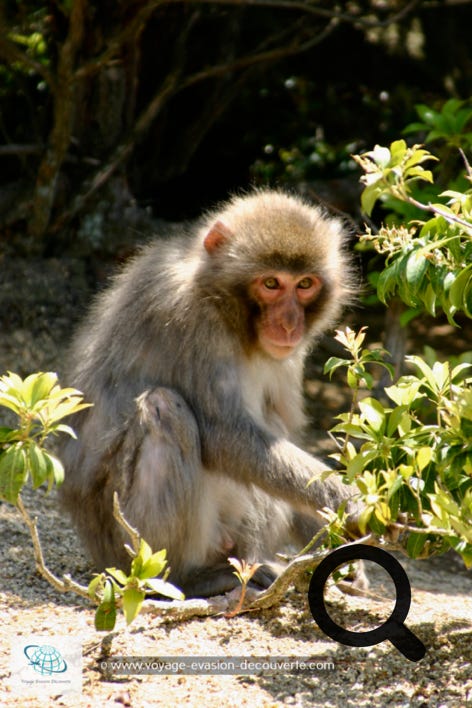 Vous croiserez sur votre chemin, des daims et de beaux singes à tête rouge.  Faites attention à vos sacs et gardez vos distances avec ces singes car ils peuvent devenir  agressifs. 