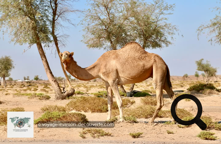 De temps en temps, nous croisons des dromadaires qui avancent tranquillement, broutant le peu de végétation qu'ils trouvent au bord de la route. Leur démarche lente et assurée donne au paysage un charme authentique, comme une scène immuable du quotidien omanais.