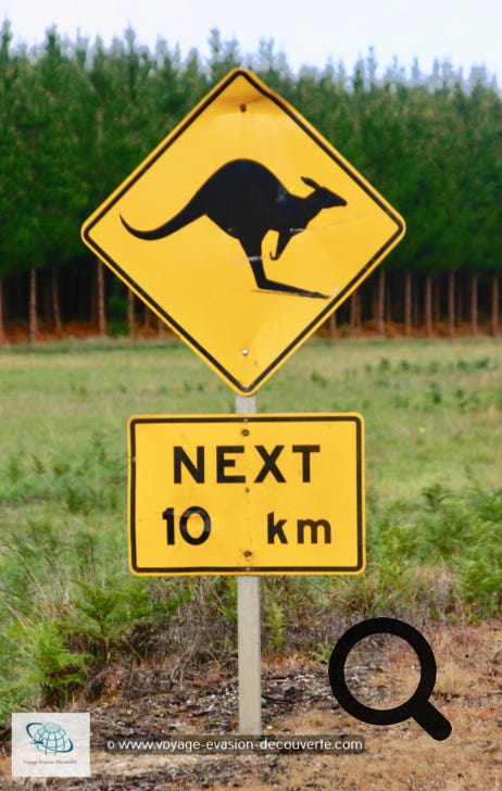 Selon les régions comme l’Outback, le loueur va vous demander si vous voulez une assurance spéciale kangourous… Il vaut mieux la prendre.  Il vous conseillera de ne pas rouler la nuit en dehors des villes et des grandes agglomérations.  Le risque de rencontres nocturnes est très élevé car les kangourous se déplacent beaucoup plus la  nuit que le jour. Un kangourou adulte peut peser en moyenne 50 kg et plus. Si vous avez le  malheur d’en percuter un, il ne survivra pas et votre véhicule non plus et sera bon pour la casse. 