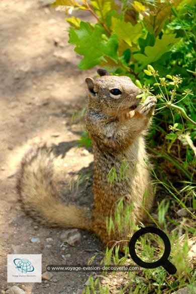 Belle petite rencontre avec un écureuil pas très farouche...