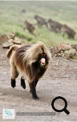 Les babouins Géladas dans le Simien Mountains National Park