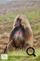 Les babouins Géladas dans le Simien Mountains National Park