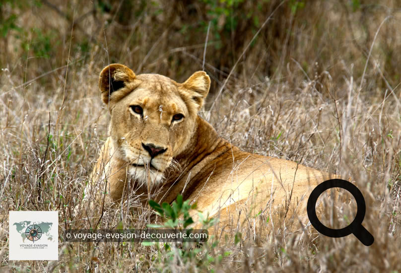 L’Afrique est incroyable… C’est un continent que j’apprécie particulièrement pour sa beauté, ses paysages extrêmement variés, son histoire millénaire, ses senteurs, ses safaris photos, ses splendides couchers de soleil, le contact facile avec des gens très accueillants et des déserts impressionnants où vous pourrez vous ressourcer sans modération…  Le dépaysement est total, l’Afrique est idéale pour explorer de nouveaux horizons.  Mon conseil ; Venez sans hésiter découvrir avec fascination les merveilles de l’Afrique…