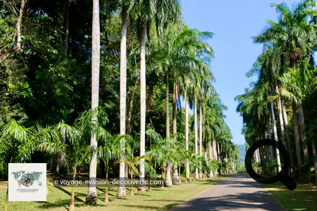 Le jardin abrite notamment une majestueuse allée de palmiers royaux (Avenue of Palms) plantés en 1950. Il y a aussi à voir une colonie de chauve-souris frugivores géante d'Inde qui s'est installée dans ce jardin paradisiaque.