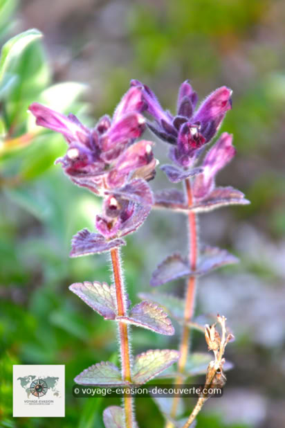 Le Rumex du Groenland La toundra fleurit en juillet, le temps d’un court été polaire. Le soleil qui, luit 24 heures sur 24 et les températures plus chaudes permettent le développement d’une centaine d’espèces de fleurs. Ces fleurs éclosent durant une courte période de 15 à 20 jours.
