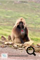 Les babouins Géladas dans le Simien Mountains National Park