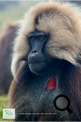 Les babouins Géladas dans le Simien Mountains National Park