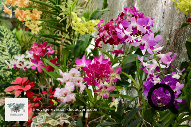 Situé dans une boucle de la rivière Mahaweli, le jardin est renommé pour son impressionnante collection d'orchidées. Il présente, en outre, un jardin d'épices et de plantes médicinales ainsi que de nombreux palmiers.