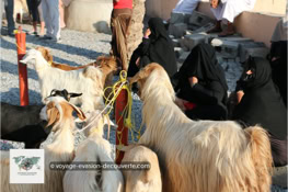 Le marché aux bestiaux du vendredi à Nizwa