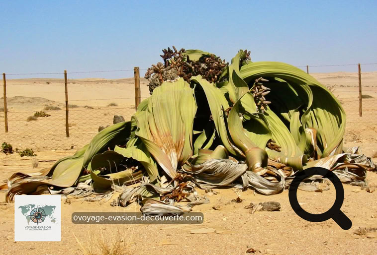 Dans cette région se trouve aussi une plante endémique de la Namibie et de l’Angola, la Welwitschia Marabilis. Elle ne ressemble à aucune autre plante, elle est moche… Sa classification, comme unique représentant non seulement de sa famille, mais de son ordre, celui des Welwitschiales, souligne son caractère unique et son éloignement des autres plantes.  