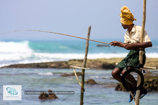 C'est une méthode de pêche traditionnelle, pratiquée par les familles de pêcheurs de Galle depuis plusieurs générations. Leur journée de pêche se déroule en deux temps. Tout commence à 5h du matin, ils partent à la nage pour se percher sur leurs poteaux de 2 mètres, situés parfois à 20 mètres du rivage et ils y restent alors pour au moins 3 heures de pêche. En fin d'après-midi, avant le coucher du soleil, le même scénario se répète.  Leur technique consiste, une fois monté sur les pilotis, de faire des mouvements constants dans l'eau, pour attirer les poissons. Leur ligne, leur crochet et leur patience se contentent de faire le reste. Pour stocker les poissons, les pêcheurs de Galle emportent un sac qu'ils accrochent à la taille.