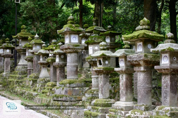 C’est l’un des plus célèbres sanctuaires shintô du pays. Nous avons beaucoup apprécié la balade ombragée, le calme retrouvé après la visite du Tōdai-ji et l’aura mystérieuse de toutes ces lanternes recouvertes de mousse, particulièrement avec les lumières dorées de fin de journée.