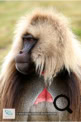 Les babouins Géladas dans le Simien Mountains National Park