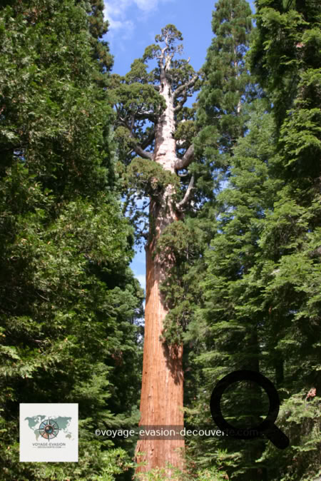 Que faire aux USA ? Californie     Ce monstre sacré de la forêt a entre 2 300 et 2 700 ans, ses mensurations dépassent tous les superlatifs.  84 mètres de haut, 11 mètres de diamètre et un poids total de 1 256 tonnes qui font de lui le plus gros  organisme vivant de la planète. La première de ses branches se trouve à 39 mètre du sol.  
