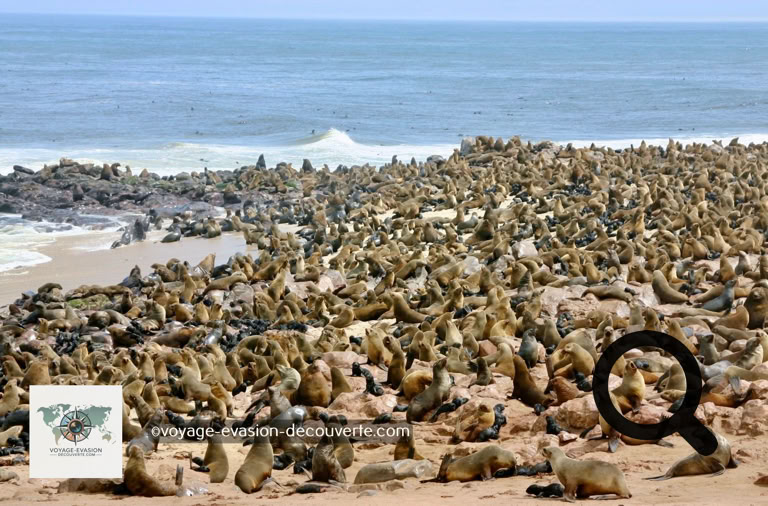 Ça pue mais c’est sympa… et ça ressemble à une plage du Sud de la France en plein mois d’août. C’est la plus importante des 15 colonies d’otaries à fourrure de Namibie qui totalisent 6 500 000 individus.  