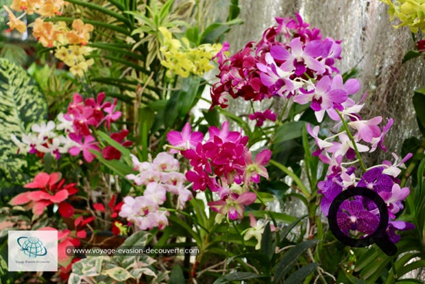 Situé dans une boucle de la rivière Mahaweli, le jardin est renommé pour son impressionnante collection d'orchidées. Il présente, en outre, un jardin d'épices et de plantes médicinales ainsi que de nombreux palmiers.
