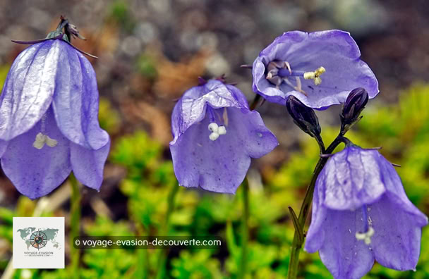 Le Campagnule à feuilles rondes  du Groenland La toundra fleurit en juillet, le temps d’un court été polaire. Le soleil qui, luit 24 heures sur 24 et les températures plus chaudes permettent le développement d’une centaine d’espèces de fleurs. Ces fleurs éclosent durant une courte période de 15 à 20 jours.