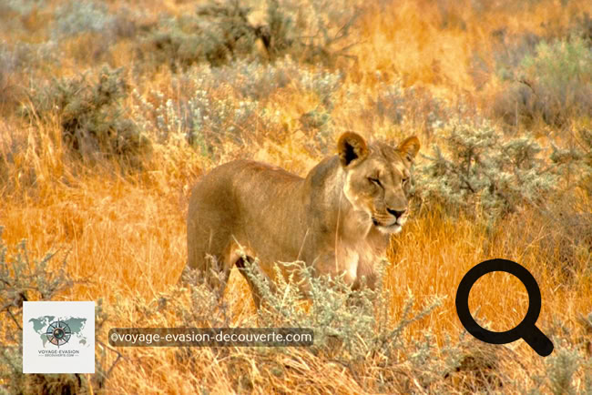 Le parc national d'Etosha est une grande aire protégée de Namibie située dans la région du Kunene, à 400 km au nord de la capitale WindhoekLa protection du parc ainsi que la présence de points d'eau en font un refuge pour nombre d'animaux.