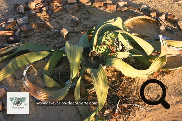 Dans cette région se trouve aussi une plante endémique de la Namibie et de l’Angola, la Welwitschia Marabilis. Elle ne ressemble à aucune autre plante, elle est moche… Sa classification, comme unique représentant non seulement de sa famille, mais de son ordre, celui des Welwitschiales, souligne son caractère unique et son éloignement des autres plantes.  