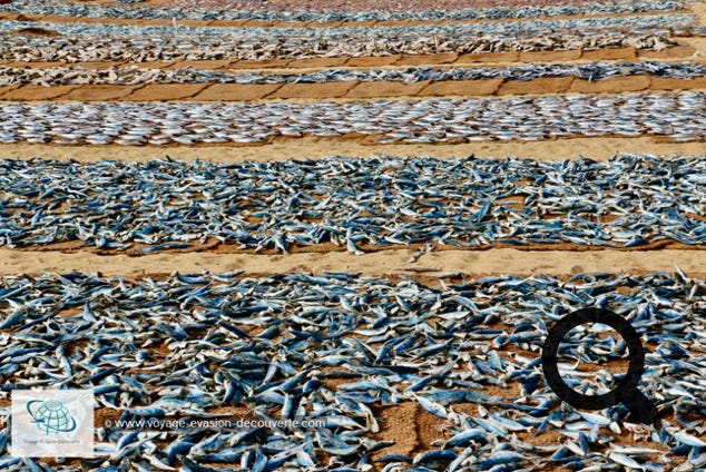 Très populaire et authentique, il se déroule chaque matin sur la lagune sablonneuse de Negombo. Dès l’aube, les bateaux débarquent sur la plage avec leurs prises. Ces dernières rejoignent ensuite les étals des poissonniers du marché ou les bancs de séchage qui se trouvent à même de sable et s’étendent à perte de vue. Professionnels et particuliers s'affairent et achètent quotidiennement des tonnes de poissons. Un marché haut en couleur, mais aussi en odeurs !