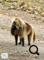 Les babouins Géladas dans le Simien Mountains National Park