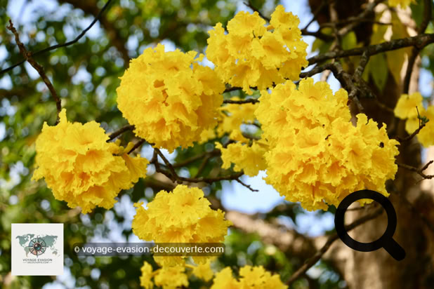 Situé dans une boucle de la rivière Mahaweli, le jardin est renommé pour son impressionnante collection d'orchidées. Il présente, en outre, un jardin d'épices et de plantes médicinales ainsi que de nombreux palmiers.