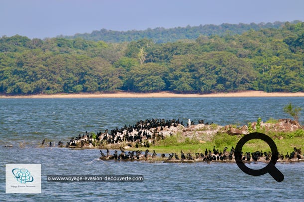 Le parc de Minneriya est lové dans les plaines du centre-Nord du Sri Lanka, au milieu du fameux triangle culturel de l’île. Sa réserve naturelle couvre une superficie de plus de 9 000 hectares. La visite du parc se fait à travers un paysage très versatile. Tout d'abord, nous avons arpenté, en 4X4, un sentier de terre bordé par une dense forêt pour atteindre le cœur de la jungle. Soudainement le décor change et nous arrivons près d'un bassin artificiel qui constitue le cœur du parc. Il ravitaille en eau un important canton du district de Polonnaruwa.