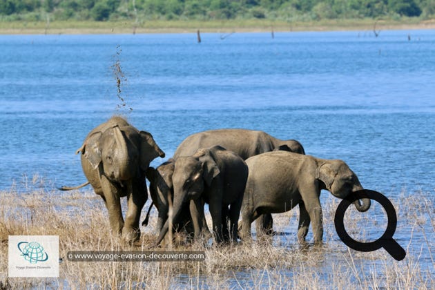 Son nom vient du grand lac artificiel d'Uda Walawe qui a été construit dans les années 60 sur la rivière Walawe. Ce plan d'eau joue toujours un rôle important dans le parc, car les éléphants et d'autres animaux viennent s'y abreuver. C'est un grand parc national de "type savane", qui fait 30,8 hectares. On a vraiment l'impression d'être sur le continent africain ! La star du parc est l'éléphant ! Il y a aujourd'hui environ 500 éléphants qui vivent de manière permanente dans la réserve. 