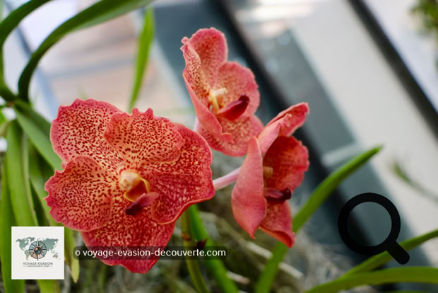 Situé dans une boucle de la rivière Mahaweli, le jardin est renommé pour son impressionnante collection d'orchidées. Il présente, en outre, un jardin d'épices et de plantes médicinales ainsi que de nombreux palmiers.