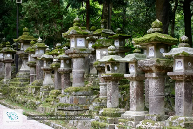 Le Sanctuaire Kasuga Taisha à Nara C’est l’un des plus célèbres sanctuaires shintô du pays. Nous avons beaucoup apprécié la balade ombragée, le calme retrouvé après la visite du Tōdai-ji et l’aura mystérieuse de toutes ces lanternes recouvertes de mousse, particulièrement avec les lumières dorées de fin de journée.