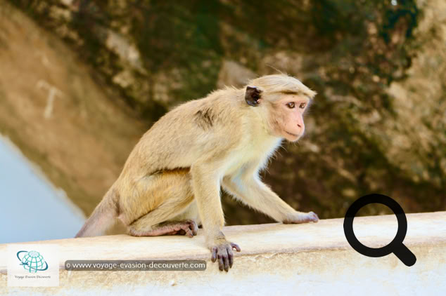 Singe au Temple de la Grotte Sacrée à Dambulla au Sri Lanka