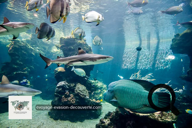 Ce sublime aquarium de 500 000 litres d'eau reproduit et nous fait  découvrir le fragile écosystème sous-marin de la Calédonie.