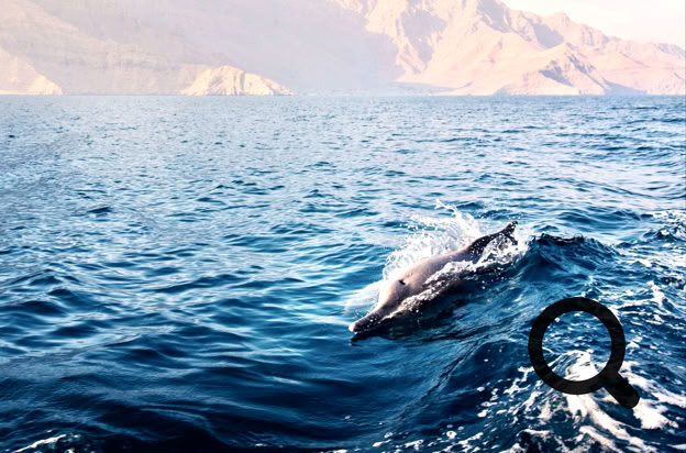 Mais le véritable enchantement de cette croisière arrive plus tard. Alors que nous progressions lentement dans un large bras de mer, le capitaine nous fait signe d'approcher du bord du bateau. Des dauphins.