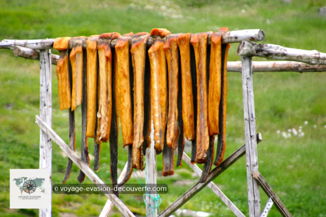 La préparation du flétan du Groenland La préparation du flétan du Groenland se fait ici à l’ancienne : le poisson est découpé à la main, légèrement salé, puis séché à l’air libre sur des supports de bois pour profiter des rayons du soleil.