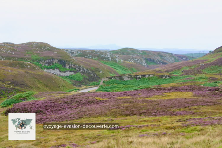 Le matin, nous poursuivons notre route à travers les paysages grandioses des North-West Highlands. La route serpente entre montagnes et vallées, révélant soudain le Loch Maree, l’un des plus beaux lacs d’Écosse. Ses eaux sombres et profondes s’étirent dans un décor spectaculaire, émaillées d’une multitude de petites îles boisées sur lesquelles poussent des pins anciens, vestiges de la forêt calédonienne.