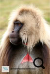 Les babouins Géladas dans le Simien Mountains National Park