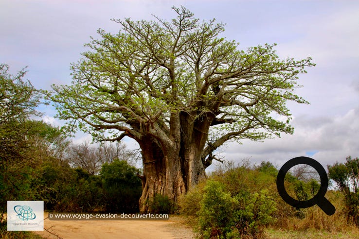 Dans le parc vous pouvez aussi admirer de majestueux baobabs qui se trouvent au bord des routes. Impressionnant par leur taille et leur longévité.  