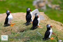 Le Mykines Lighthouse Trail sur l'Île de Mykines