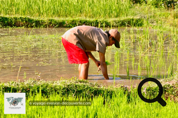 Niché au cœur de la campagne laotienne, il est situé à une trentaine de kilomètres au Nord de Luang Prabang, dans le village de Ban Yoi Hai. Ce gîte propose une expérience de vie unique au Laos autour de la culture et des traditions locales, mais également d'un tourisme éco-responsable. 