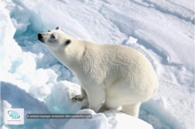 L'ours polaire au Spitzberg