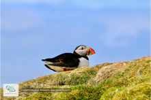 Le Mykines Lighthouse Trail sur l'Île de Mykines